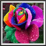 Roses 5D Diy Kits Broderie Diamant Diamond Painting AF9324