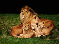 Lion 5d Diy Kits Broderie Diamant Diamond Painting DS32837878