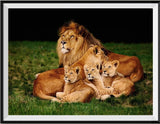Lion 5d Diy Kits Broderie Diamant Diamond Painting DS32837878