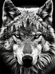 Loup 5d Diy Kits Broderie Diamant Diamond Painting MJ1417