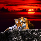Tigre 5d Diy Kits Broderie Diamant Diamond Painting SS1673358640