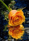 Roses 5D Kit Broderie Diamant Diamond Painting AF9348